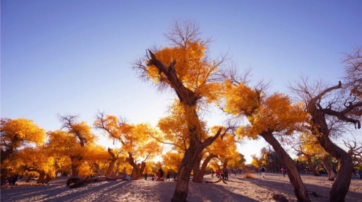 踏歌而行，文旅融合綻芳華——甘肅文旅產(chǎn)業(yè)集團(tuán)六年發(fā)展紀(jì)實(shí)